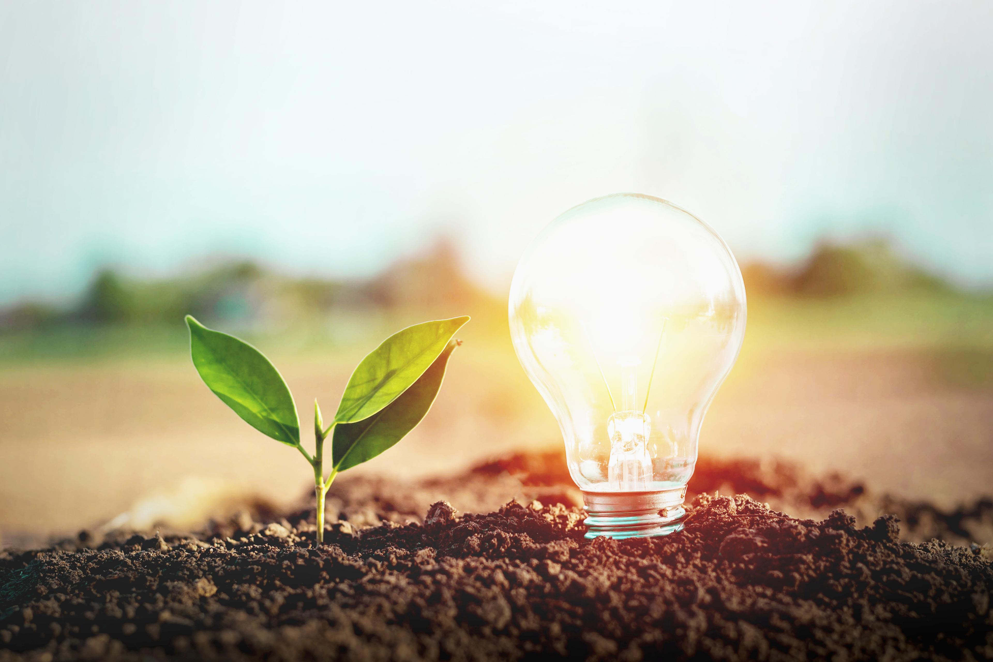 Small seedling growing out the earth with a lightbulb emerging beside